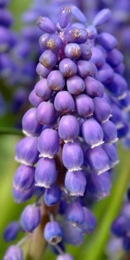 Blue Grape Hyacinth