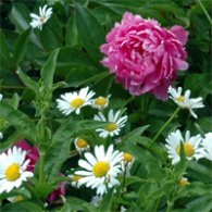 Peony Flowers