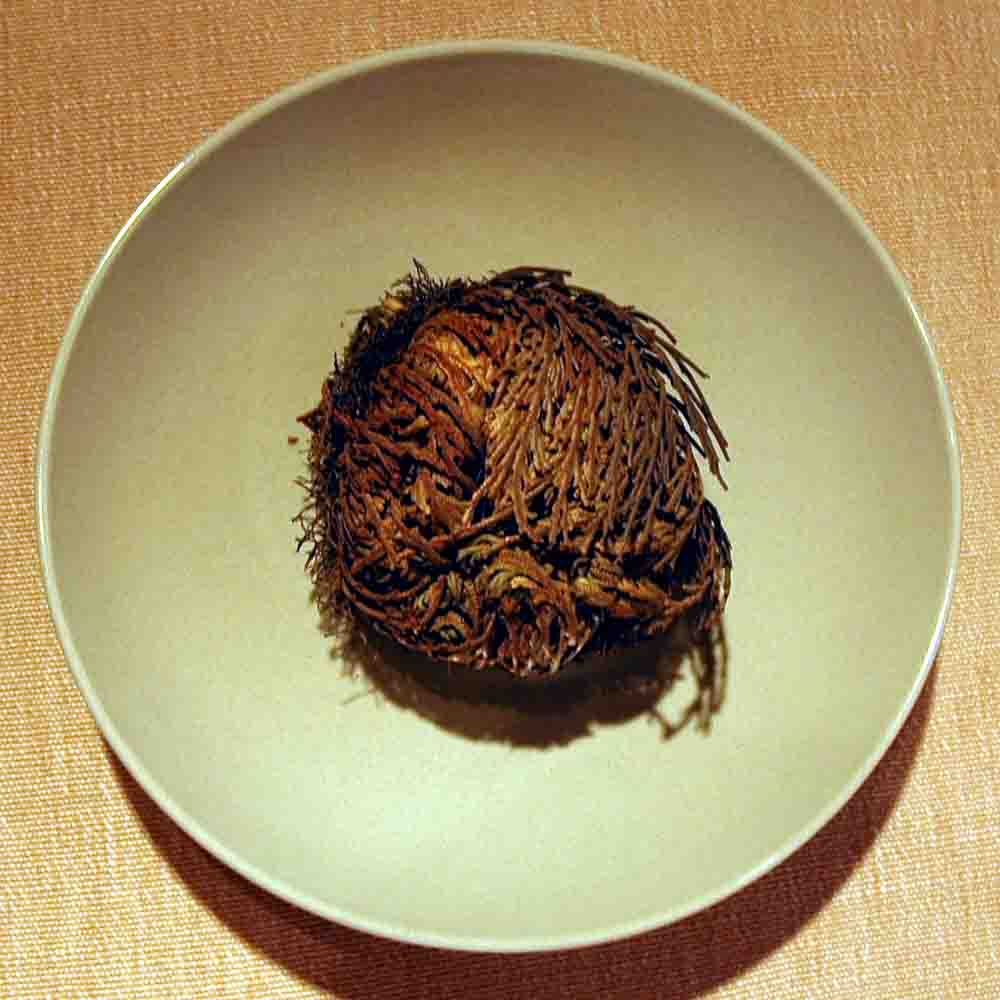 Rose of Jericho