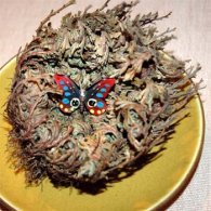 Rose of Jericho