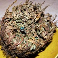 Rose of Jericho