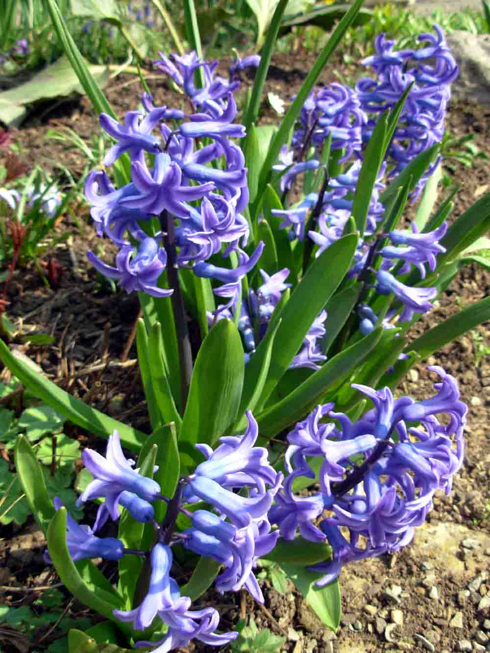 Hyacinth Flower