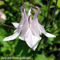 columbine flower showing its elongated spurs