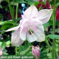 columbine flower showing petals and sepals