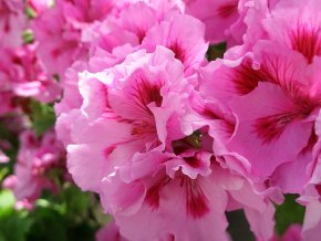 martha washington geranium is a regal geranium
