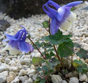 aquilegia flabellate is a two-toned columbine flower that grows well in rock gardens