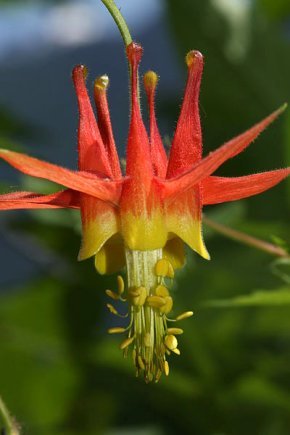 aquilegia Formosa is a columbine flower