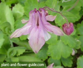 aquilegia vulgaris is also called common columbine flower