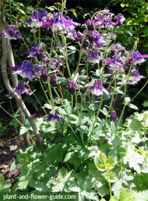 columbine flowers in a cottage garden