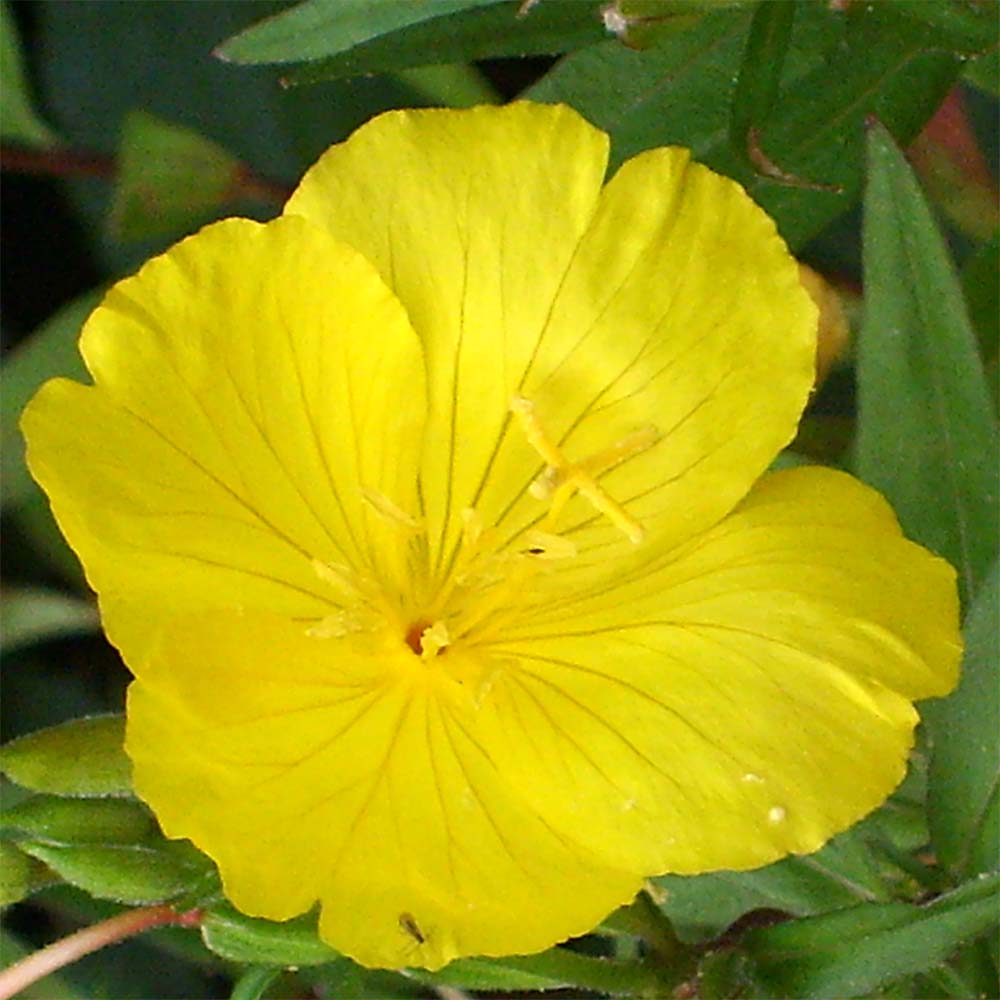 Night Blooming Flowers