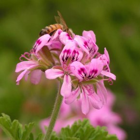 pelargonium graveolens is also called rose geraniums