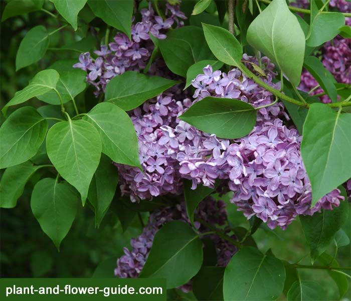 purple lilacs are common lilac flowers