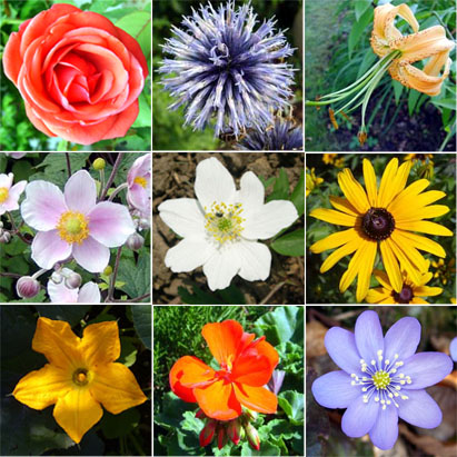 Types of Flowers