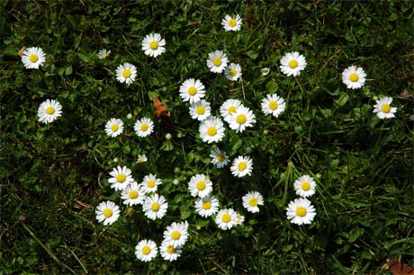 Daisy Flowers