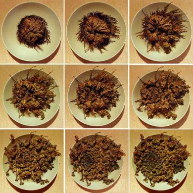 Rose of Jericho