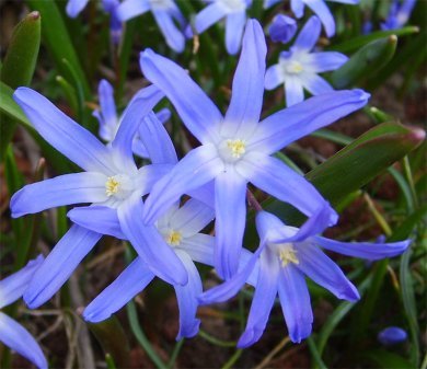 Chionodoxa-Luciliae