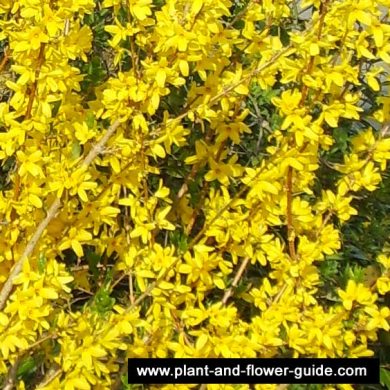 Forsythia