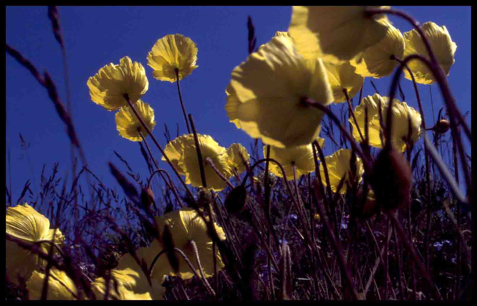 Arctic Poppy