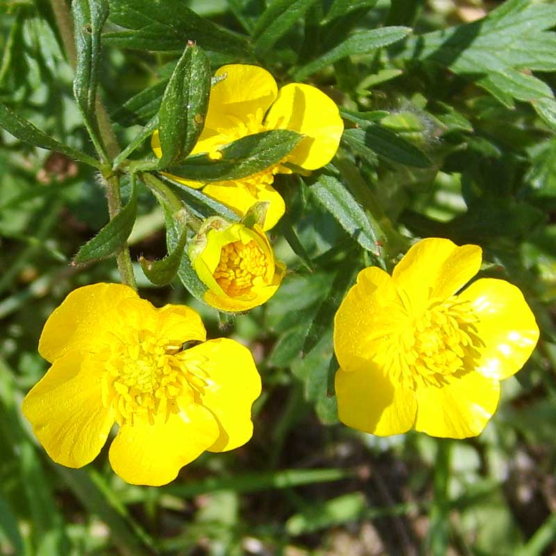 Buttercup Flower