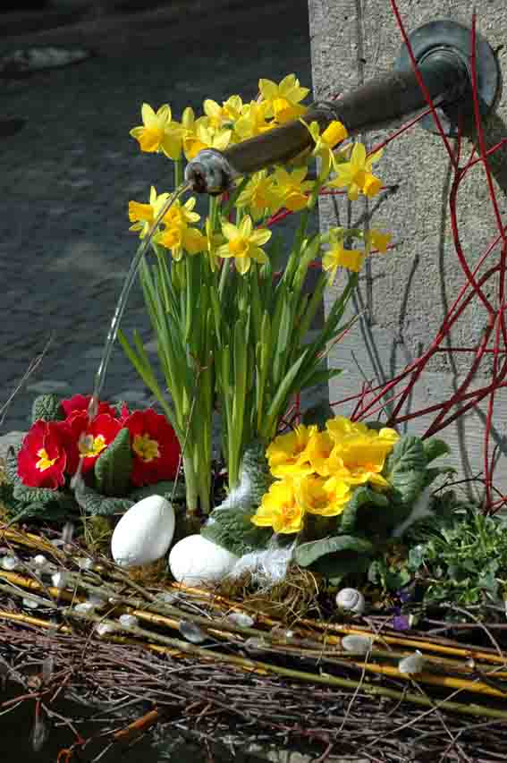 Daffodil Flower