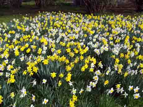 Daffodil Flowers