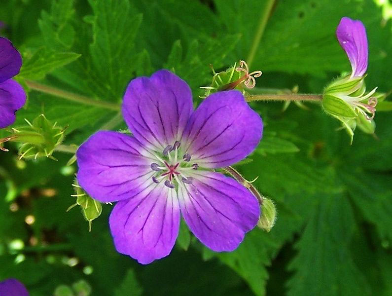 Geranium Sylvaticum