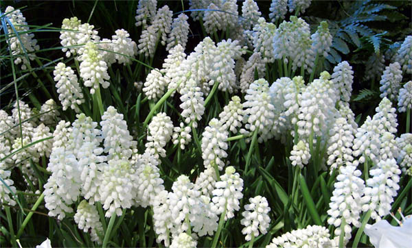 Grape Hyacinths