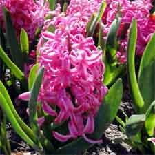 hyacinth flower, hyacinth flowers
