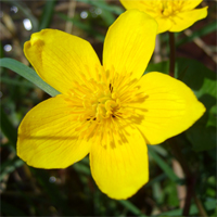 Marigold Flower