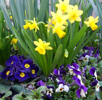 Pansy Flowers