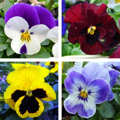 Pansy Flowers