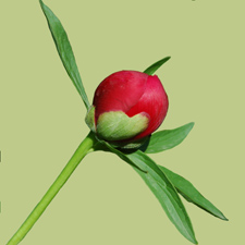 Peony Flowers, Peony Flower