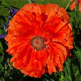 Poppy Flower