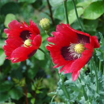 Poppy Flower