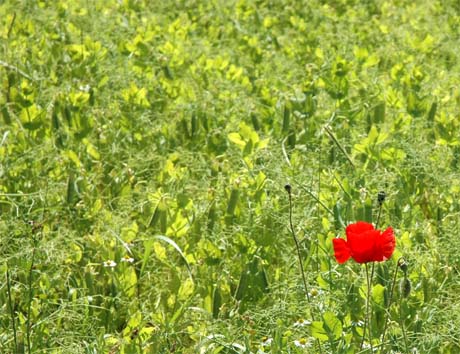 Poppy Flower