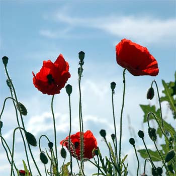 Poppy Flower