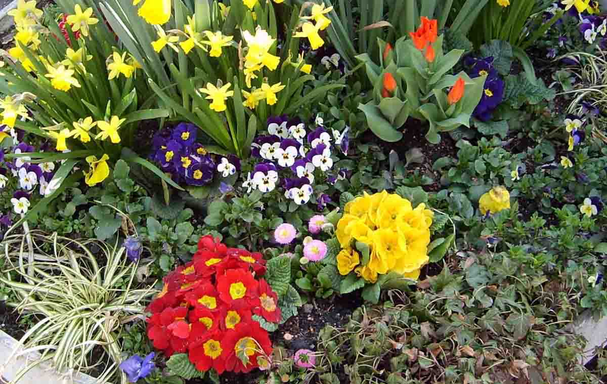 Primrose Flower, Daffodil Flower, Pansy Flowers and Tulip Flowers