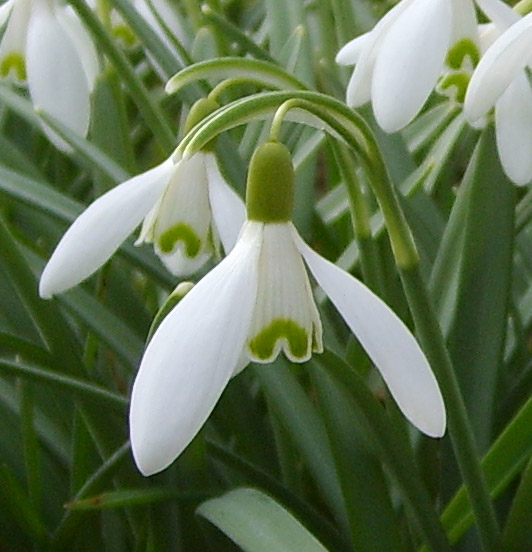 Images Of Snowdrops. When the snowdrops start