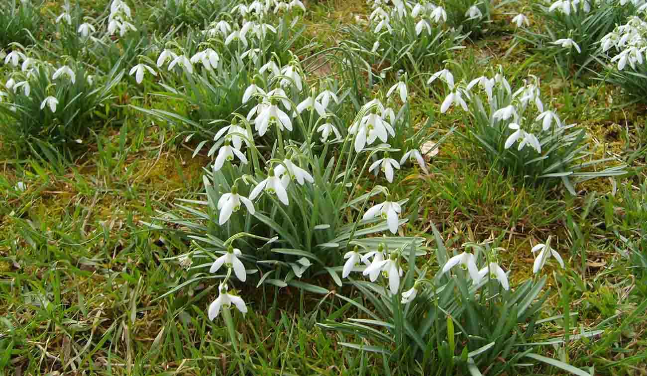 Snowdrop Flower