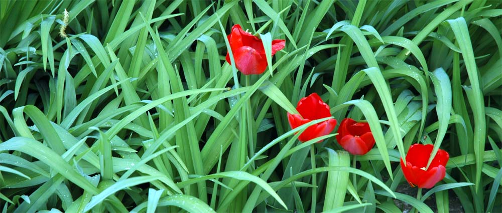 Tulip Flowers