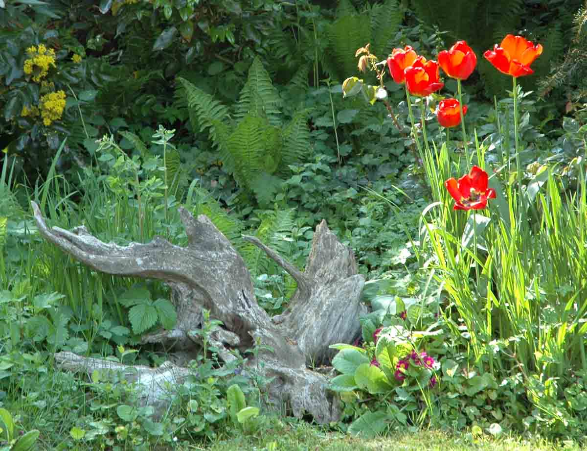 Tulip Flowers