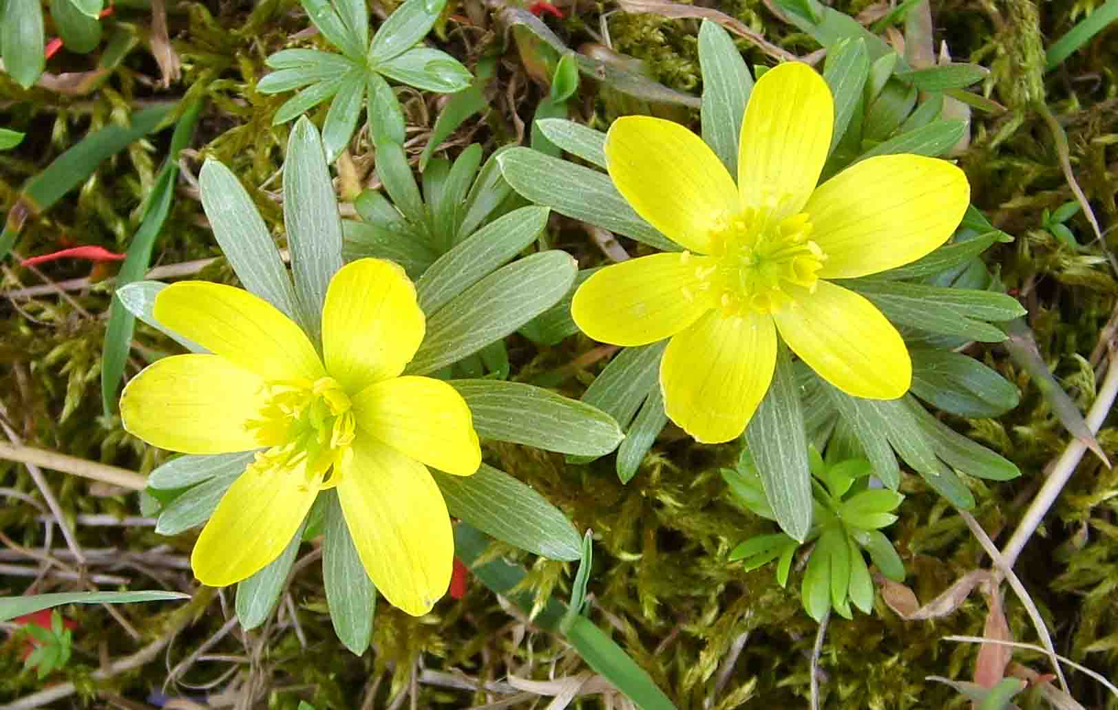 Winter Aconite An Early Spring Flower
