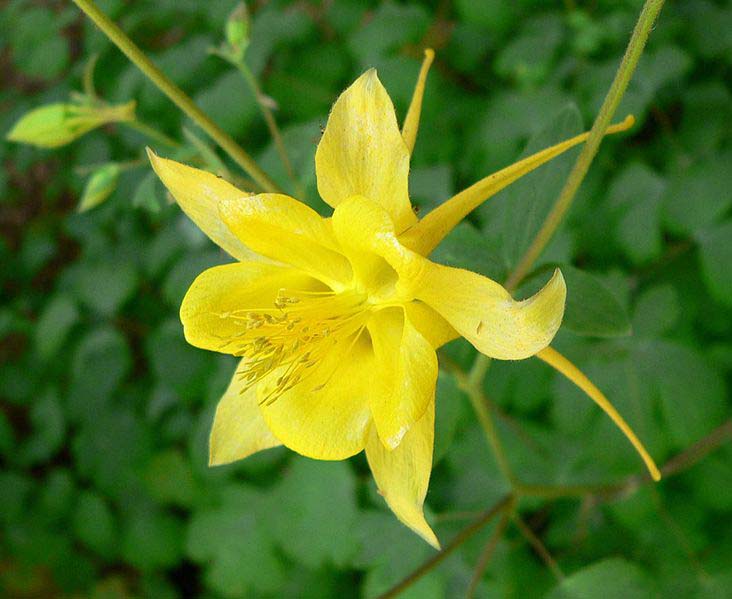 aquilegia chrysantha is a columbine flower with long spurs