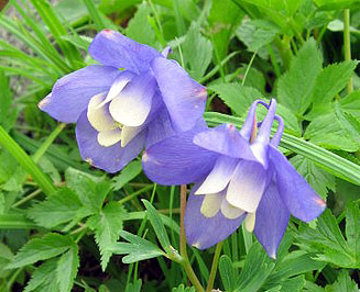 aquilegia flabellate is a small columbine flower