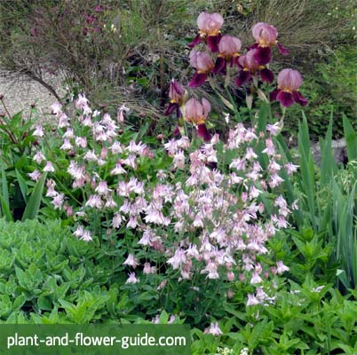 aquilegia vulgaris is ideal for a cottage garden