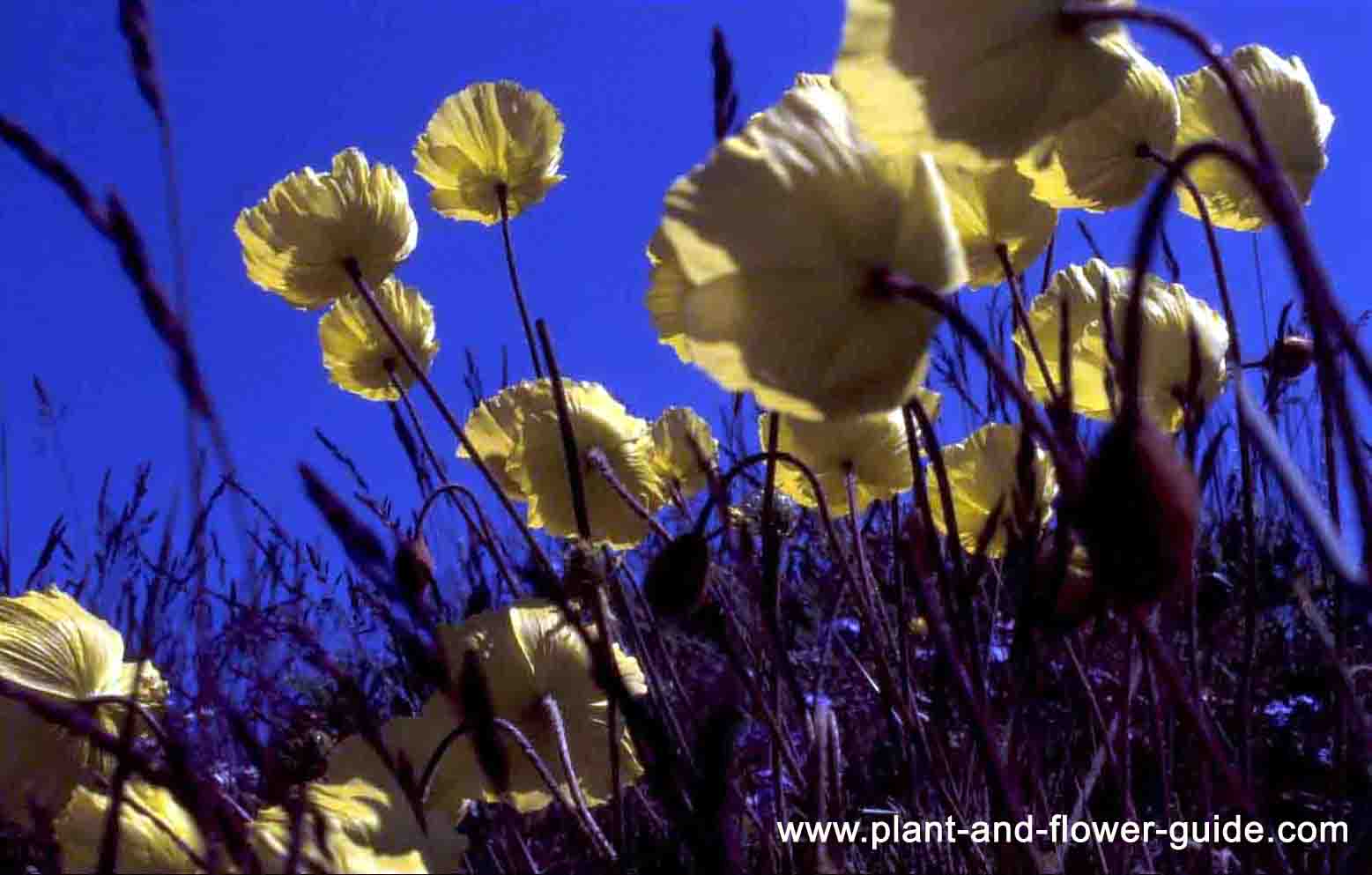 Artic Poppy Heliotropism