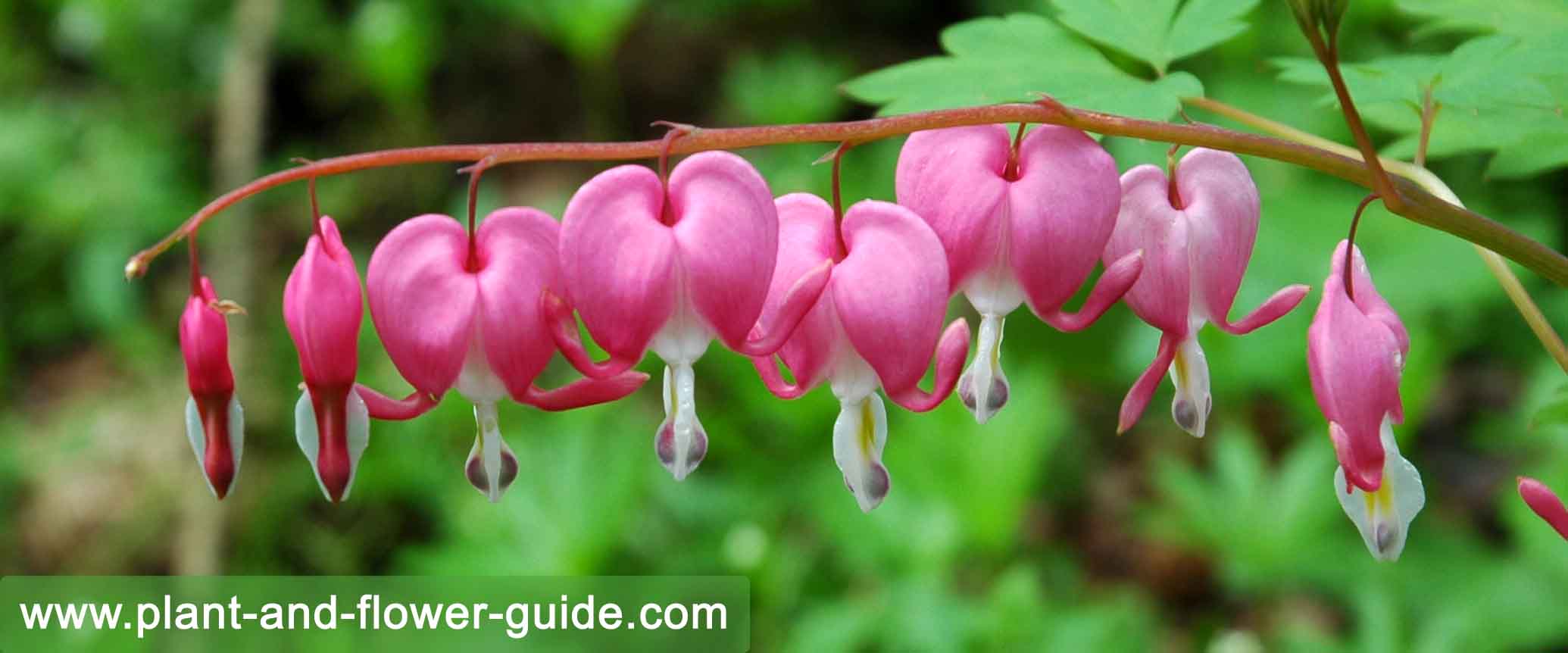 are bleeding hearts a wild flower