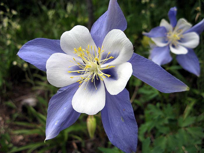 The blue columbine is scientifically called aquilegia caerulea and has nice blue and white colours