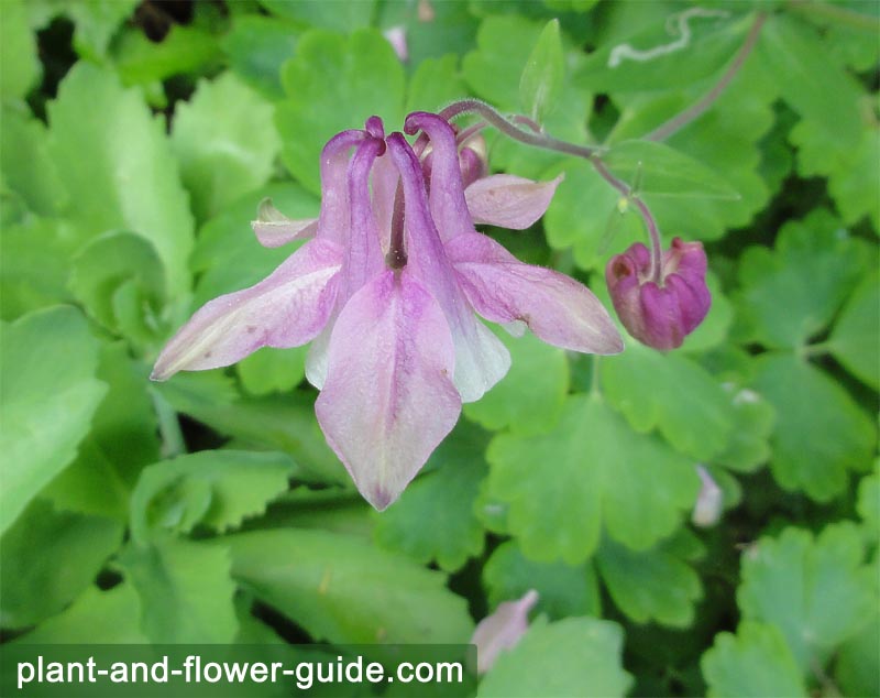 columbine flowers in a cottage garden