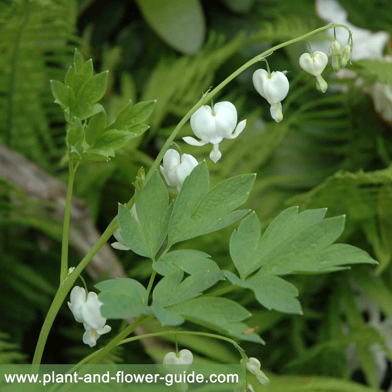 white bleeding heart flower